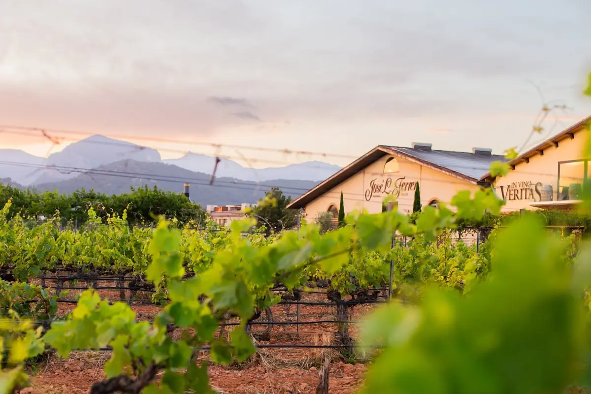 Bodegas José L. Ferrer — wedding venue in Mallorca, Balearic Islands