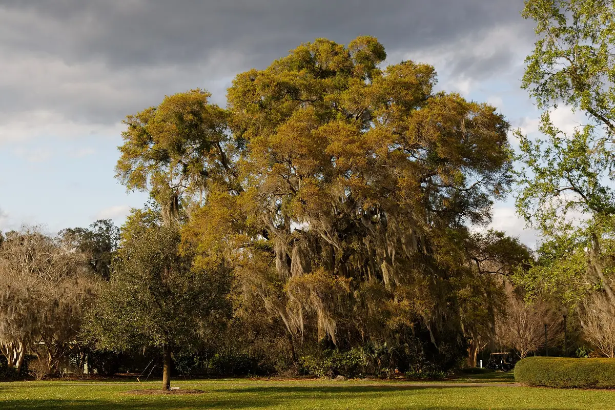 Harry P. Leu Gardens — wedding venue in Orlando, Florida