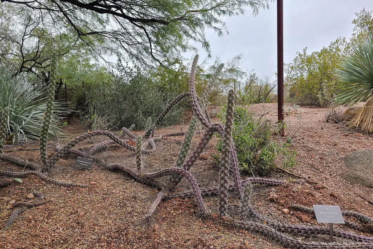 Desert Botanical Garden — wedding venue in Phoenix, Arizona