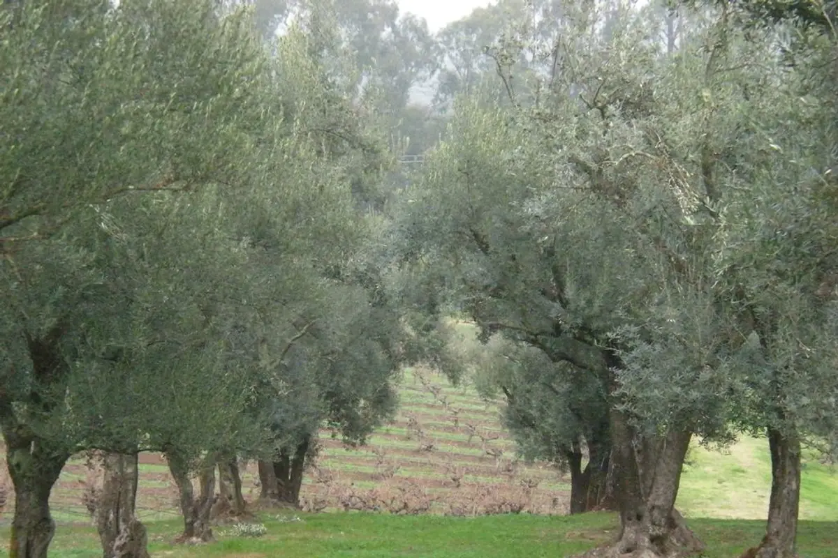B.R. Cohn Winery — wedding venue in Sonoma, California