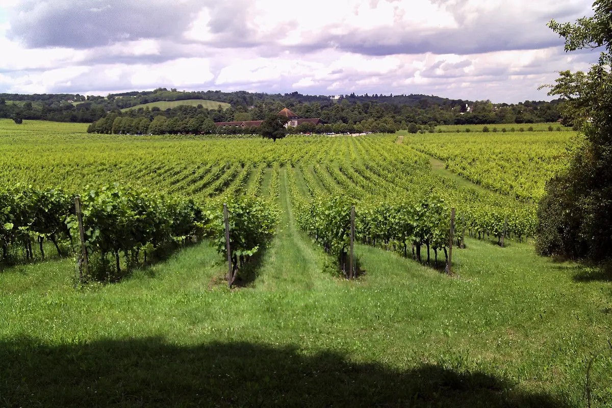 Denbies Wine Estate — wedding venue in Surrey, England