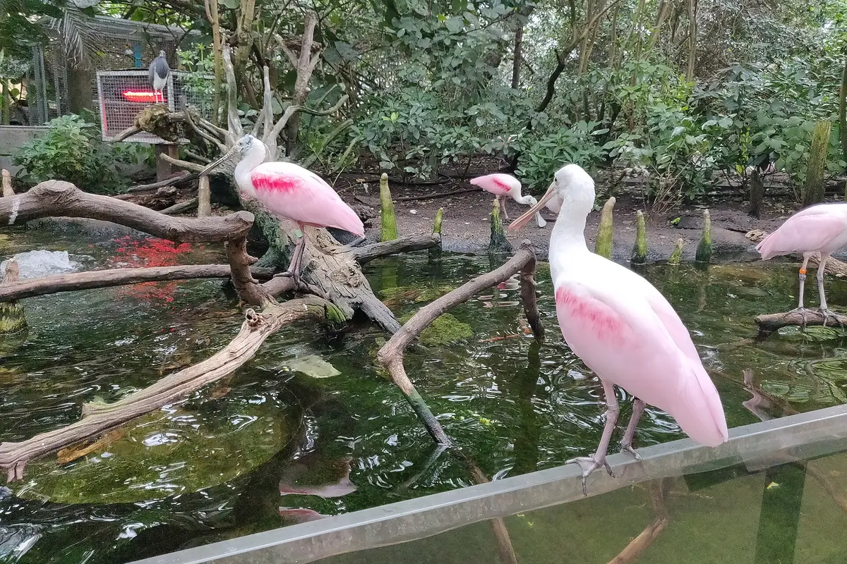 The Florida Aquarium — wedding venue in Tampa, Florida